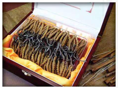 柳林冬虫夏草回收